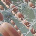 How is multiple sclerosis related to myelin sheath?